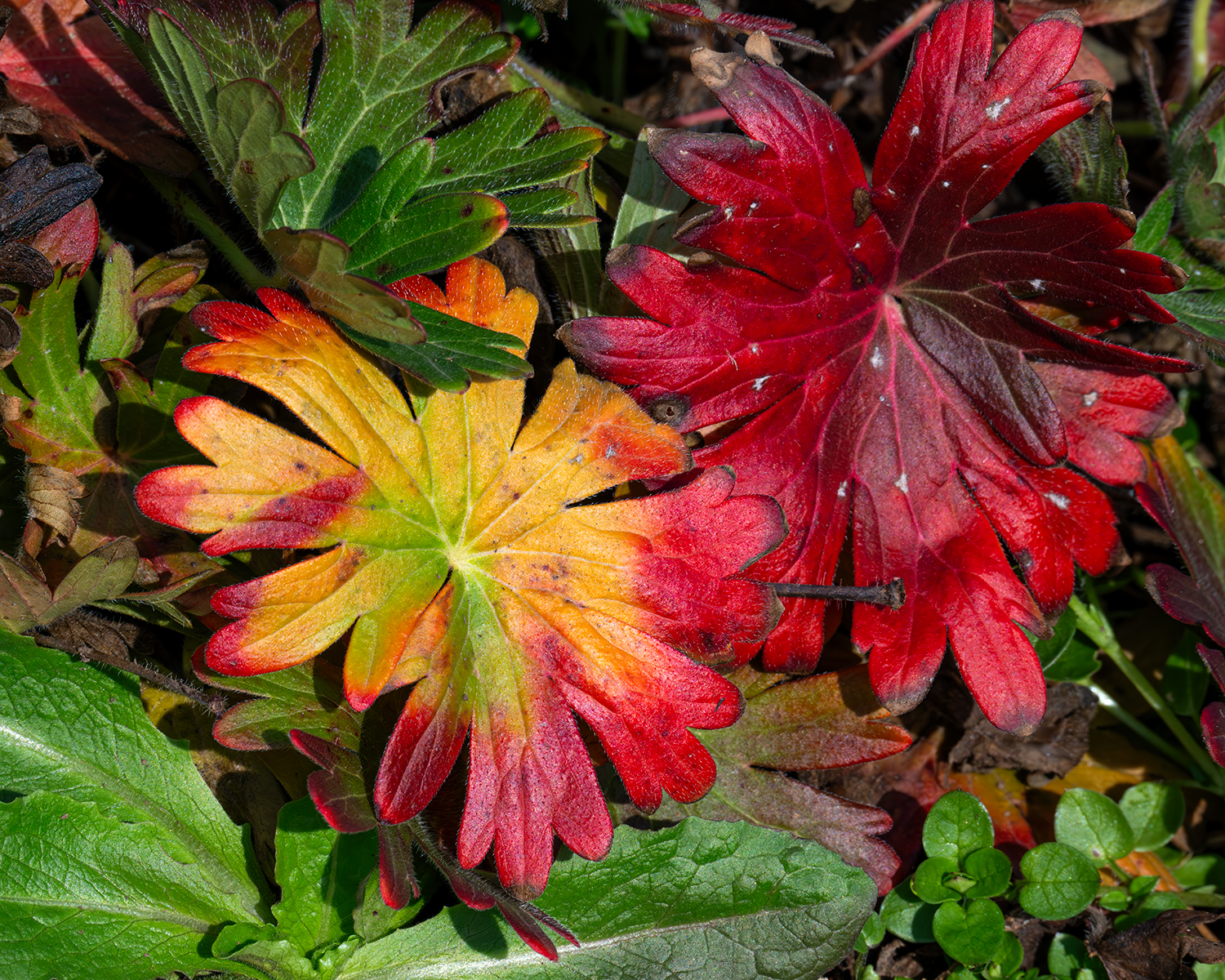 Geranium Leaves with brilliant color. Photo taken by Craig Sargent January 1st, 2025