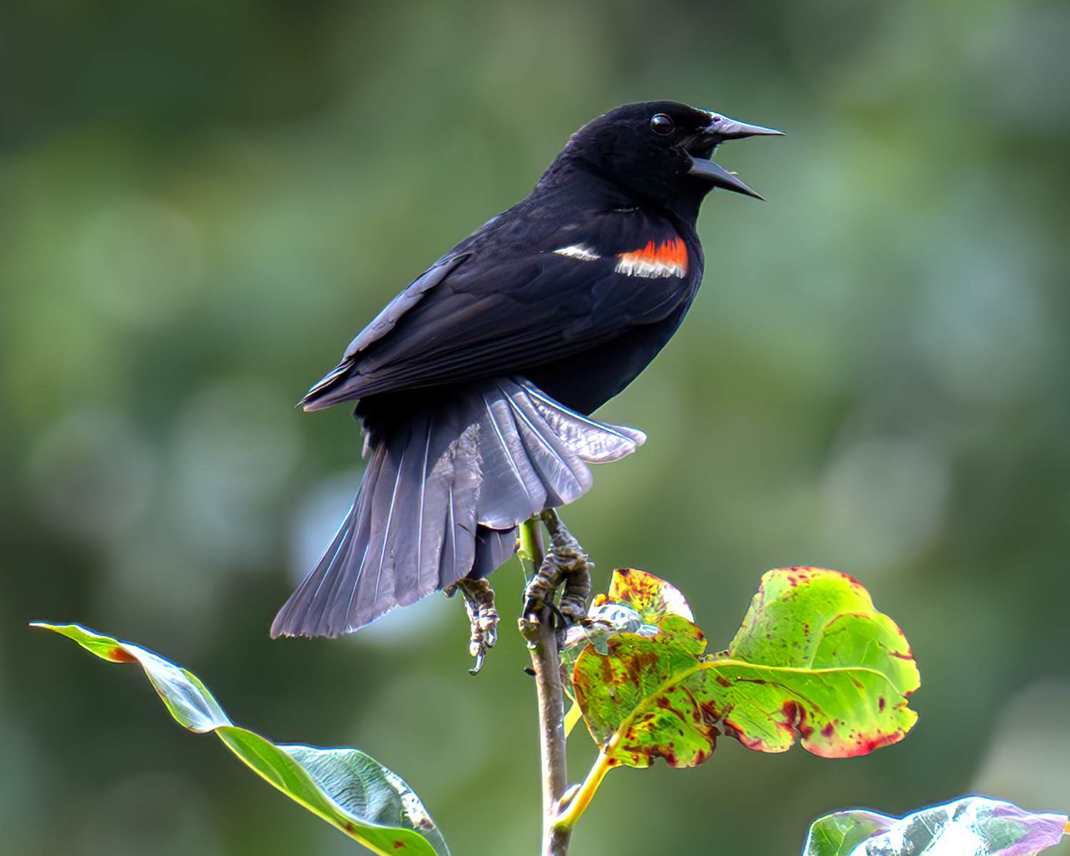 Redwing Blackbird