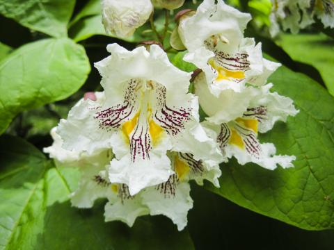 A white catalpa flower at The Arboretum