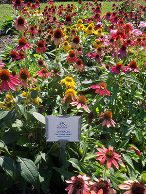 AAS Echinacea