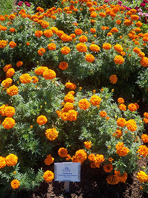 AAS Marigold