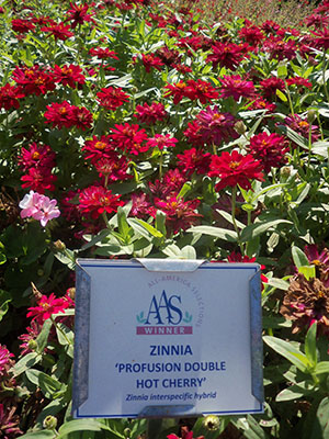 AAS Zinnia