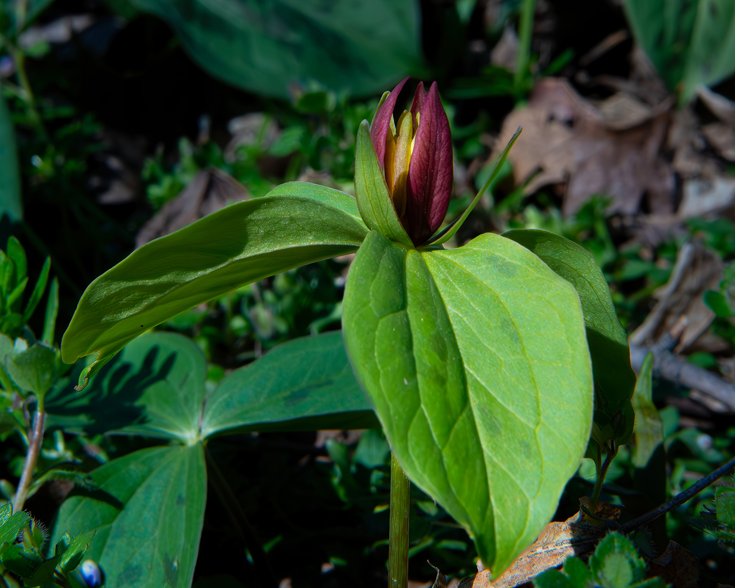 Sessile Trillium (Trillium sessile)