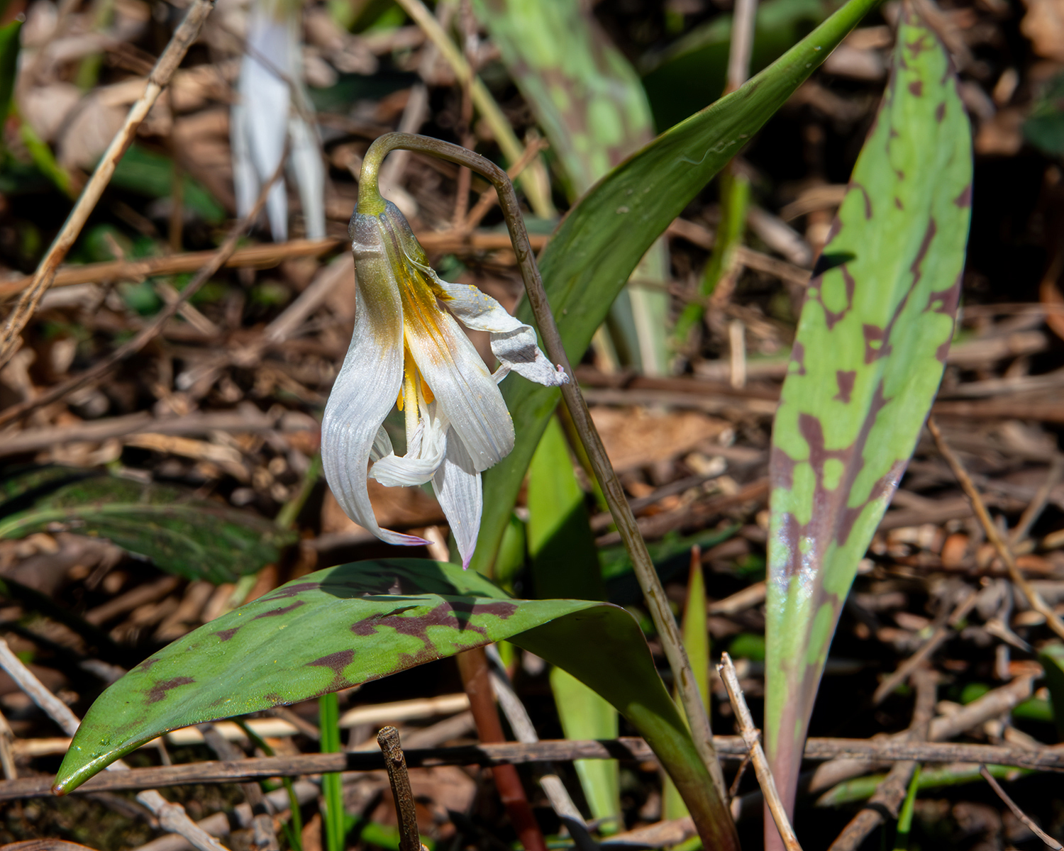 White troutlily - Erythronium albidum