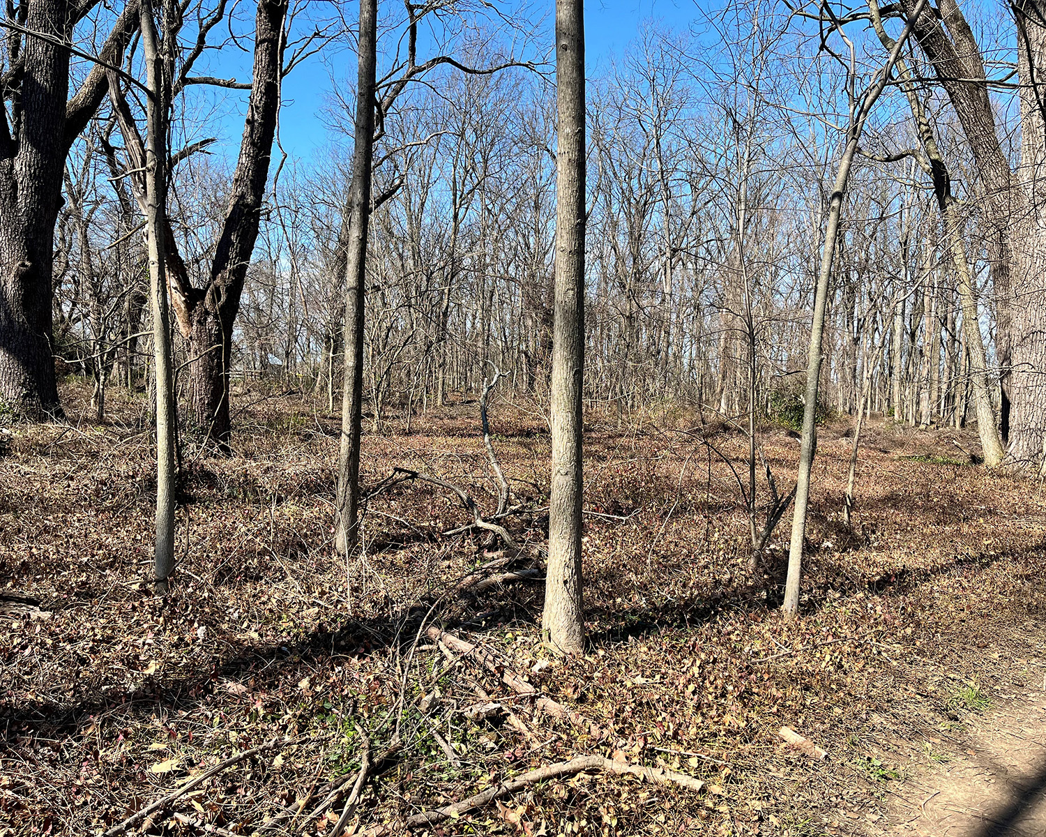 Managed area of The Arboretum woods