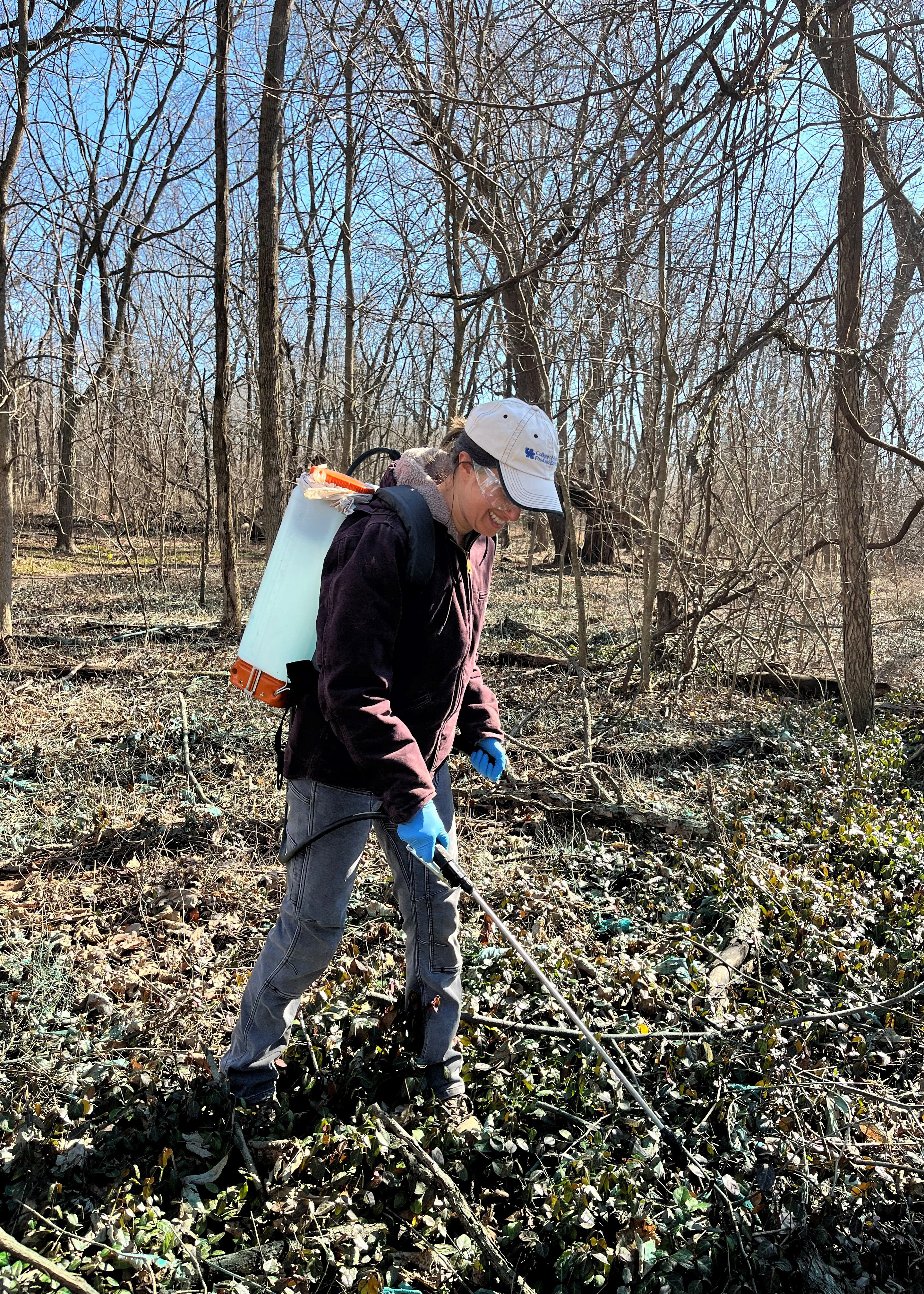 UK Professor Ellen Crocker assisting with wintercreeper treatment. Photo by Jess Slade.