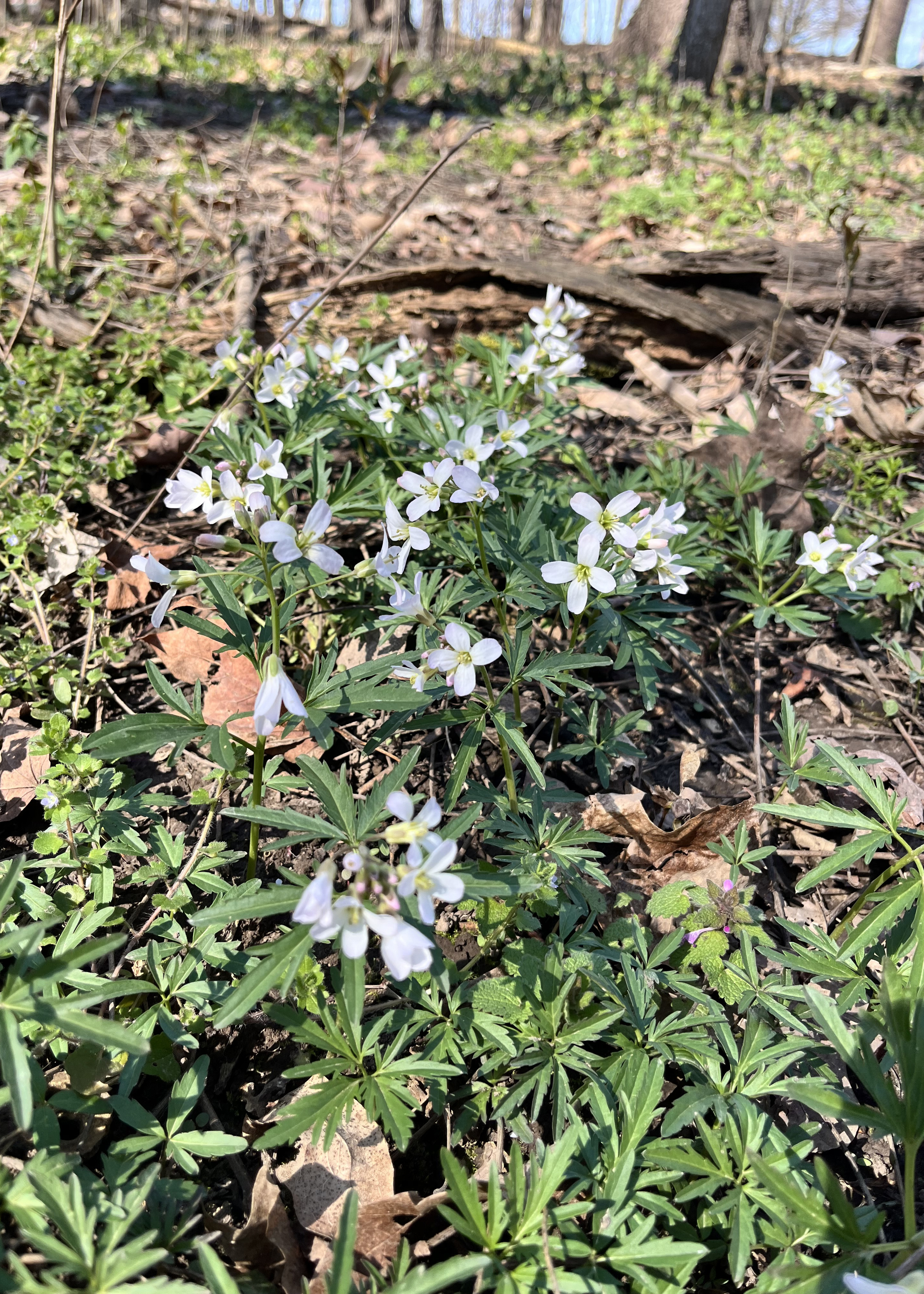 Cutleaf toothwort (Cardamine concatenata). Photo by Jess Slade.