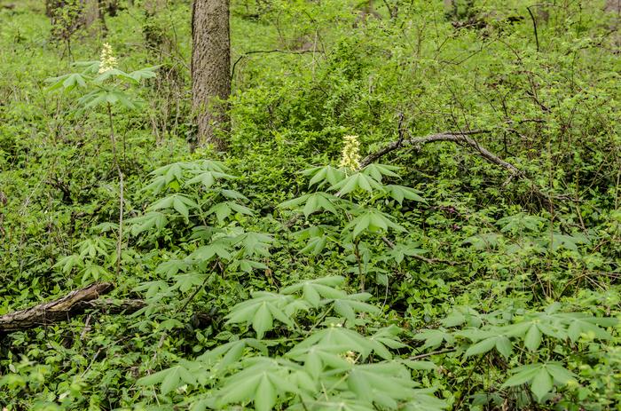 Native buckeyes bloom in The Arboretum Woods in spring 2021. Photo by Carol Lea Spence