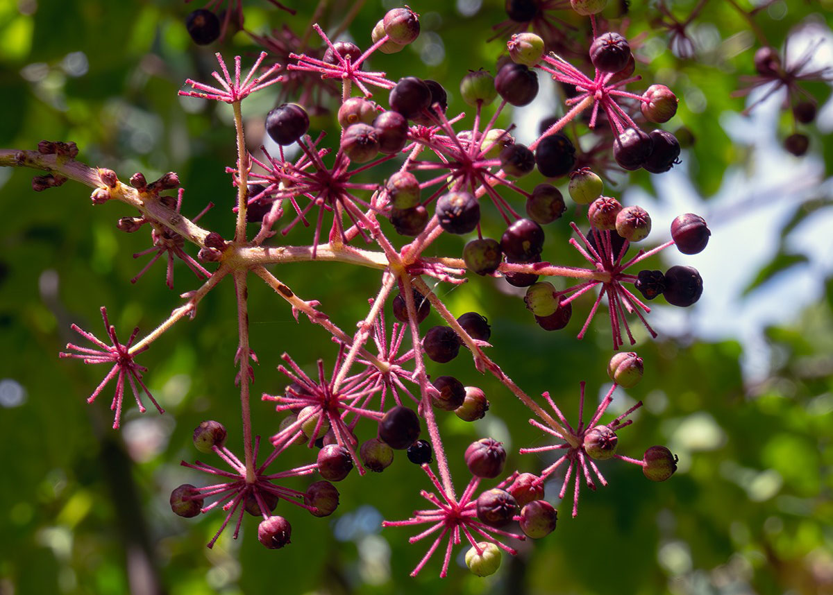 Devil's walking stick (Aralia spinosa) in the Pennyrile