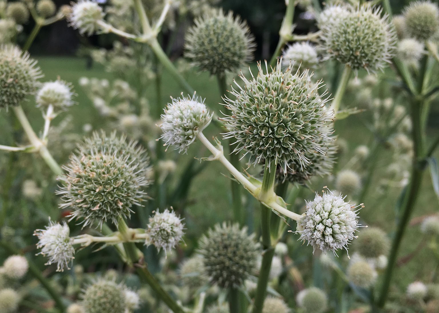 Rattlesnake Master (Eryngium yuccifolium) in the Shawnee Hills