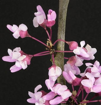 Eastern Redbud