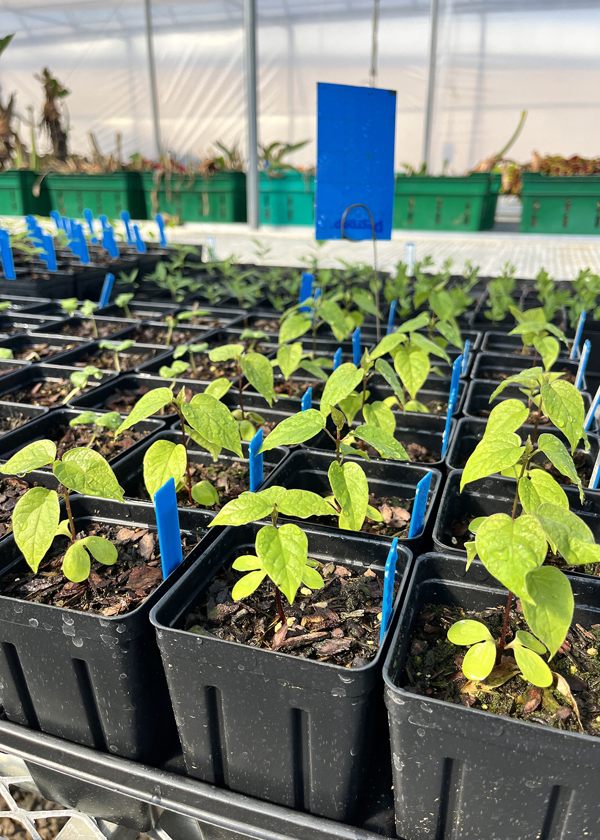 Catalpa speciosa in greenhouse - seed from Western KY. Photo by Jess Slade.