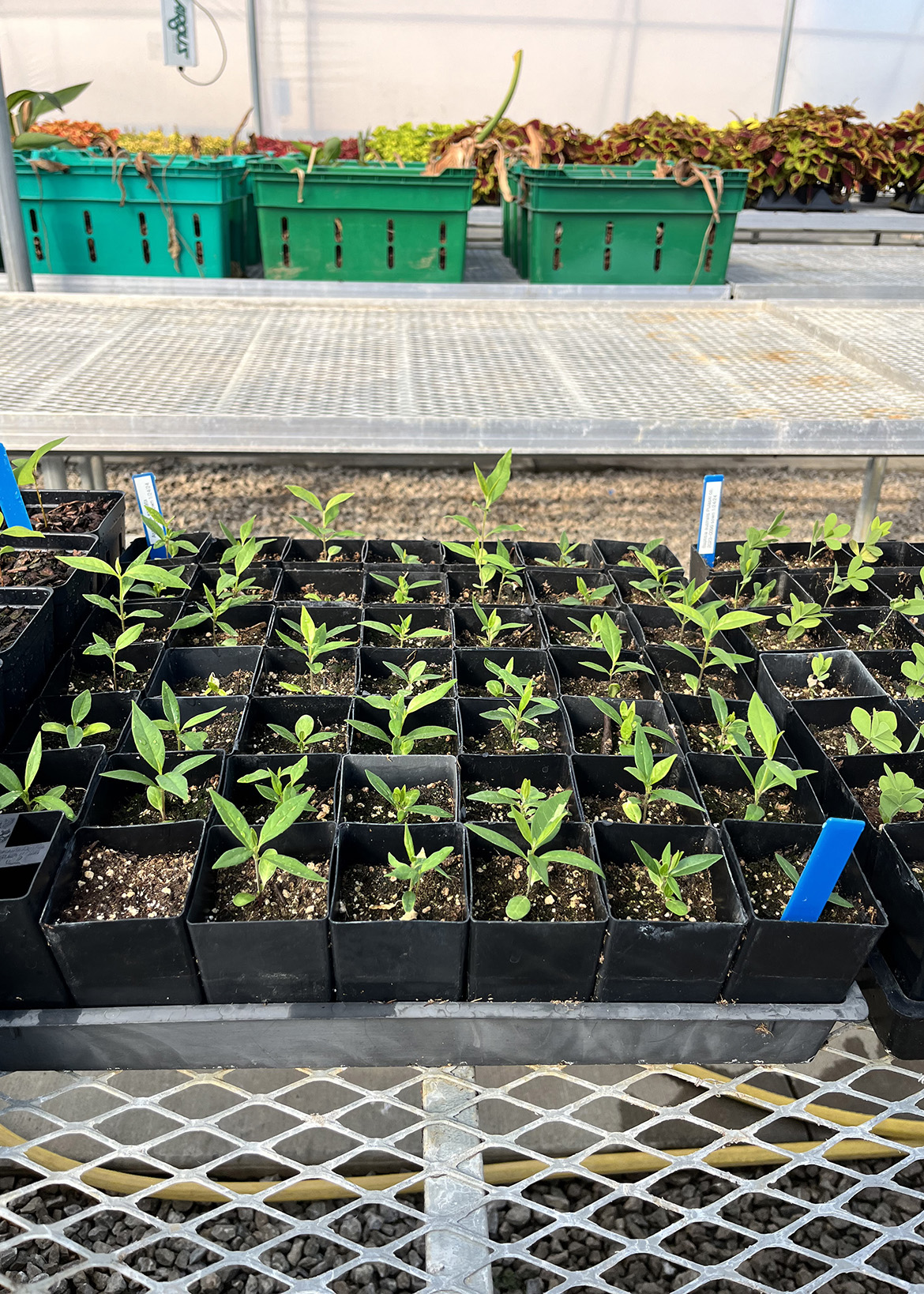 Asclepias exaltata in greenhouse - seed from black mtn. Photo by Jess Slade.