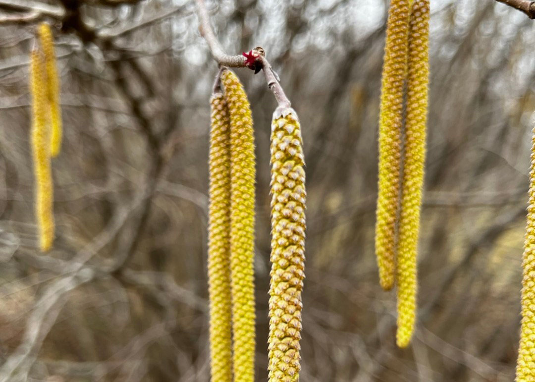 American hazelnut in the Cumberland Mountains