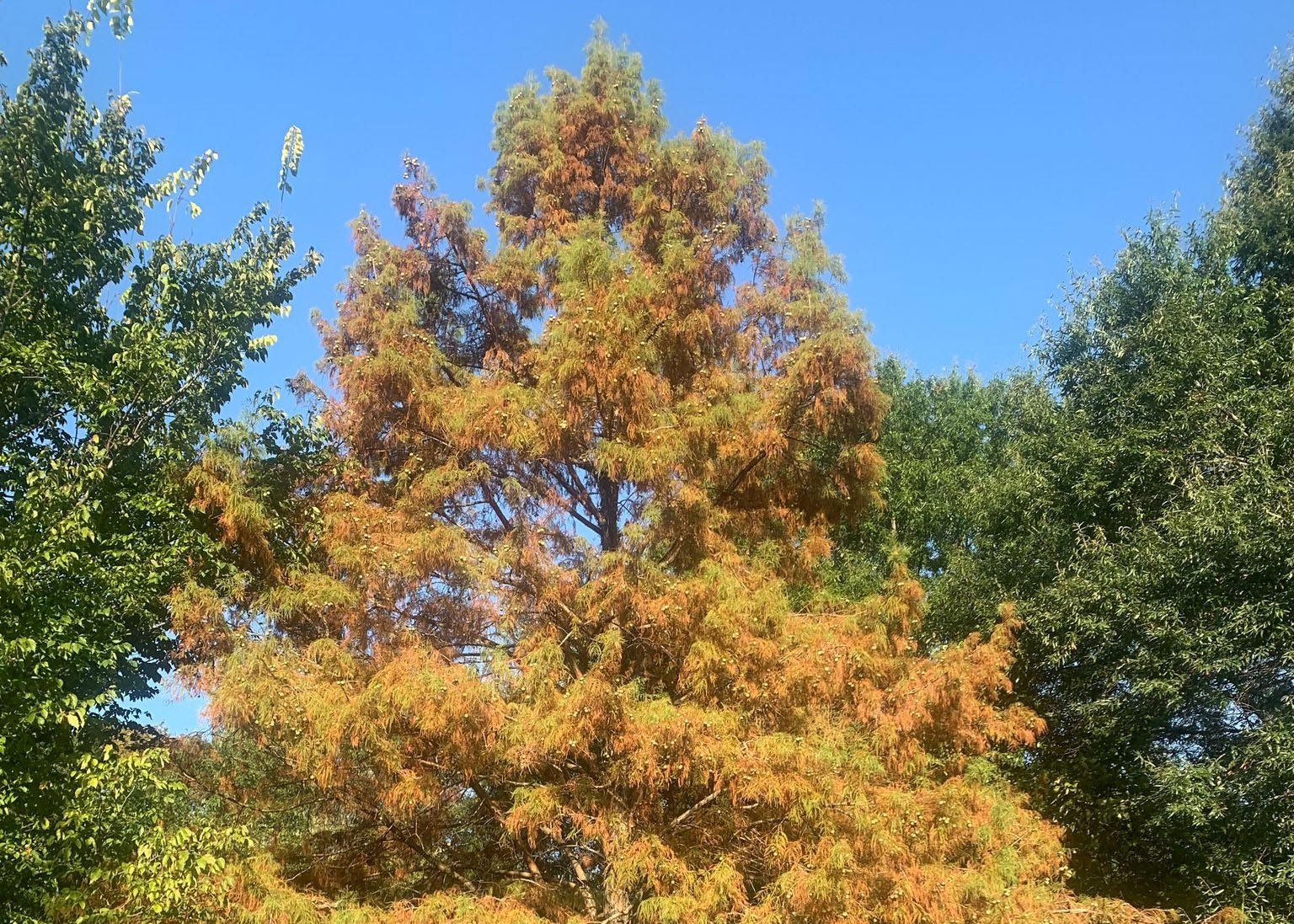 Bald cypress in the Knobs