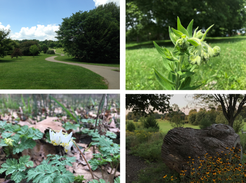 Trees, plants and flowers in the Bluegrass Region