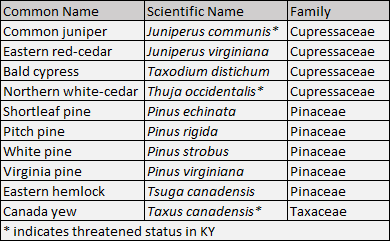 Kentucky conifer table listing common names, scientific names, and families