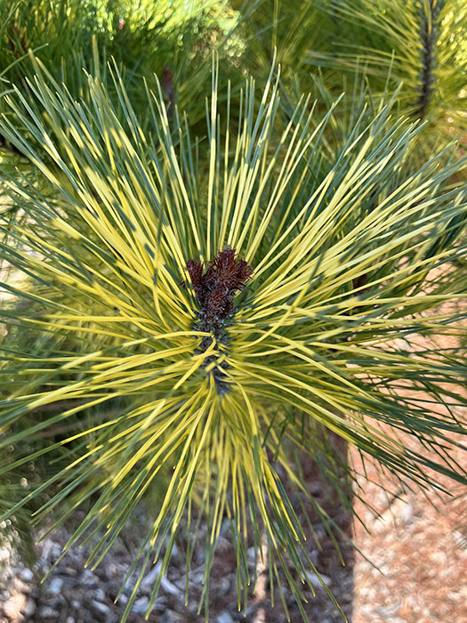 Dragon's-eye pine close up