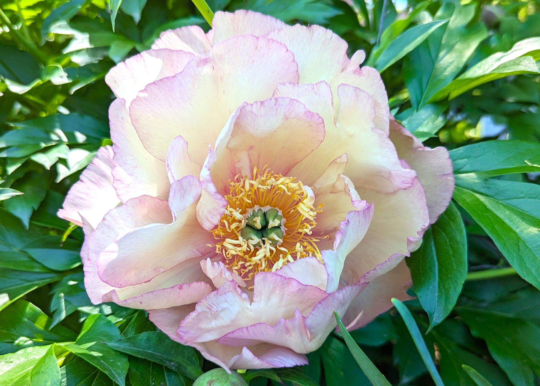 Scrumdiddlyumptious Peonies and other Itoh peonies in the Home Demonstration Garden.