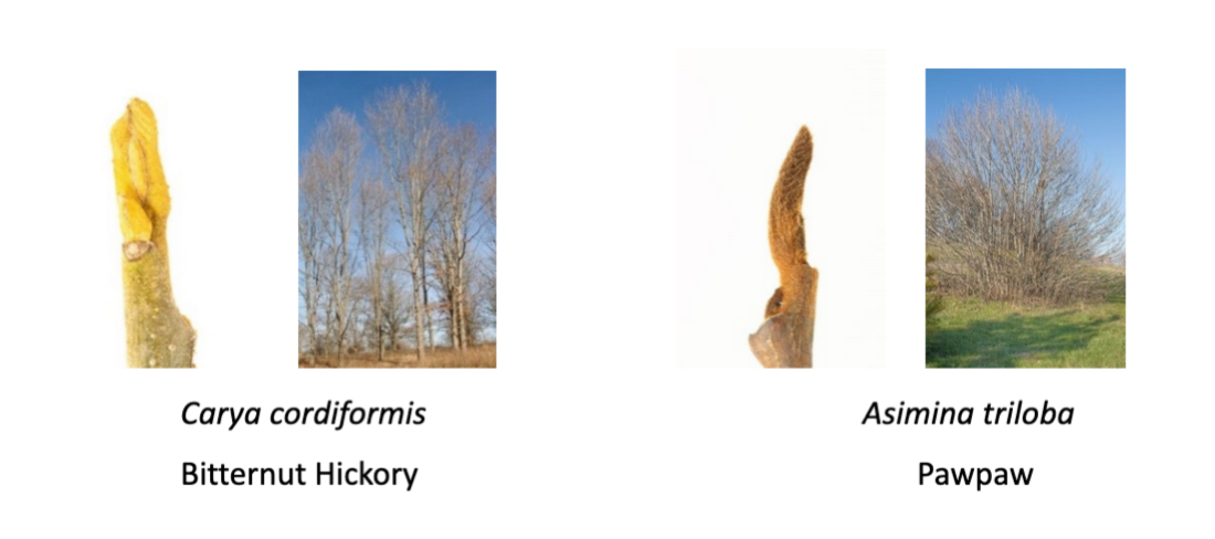 A sampling of winter tree buds: Bitternut Hickory and Pawpaw