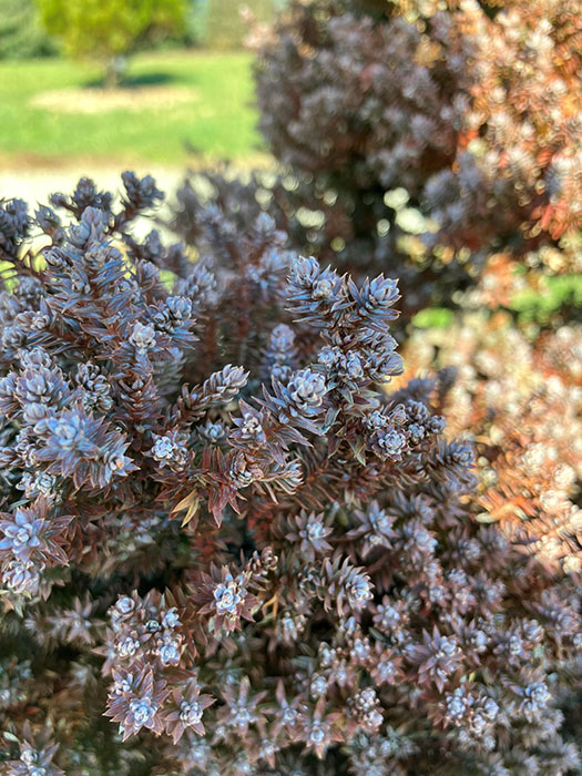 Red Star White Cedar close up