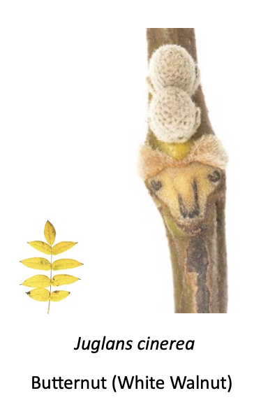 Scars on a Butternut (White Walnut) branch