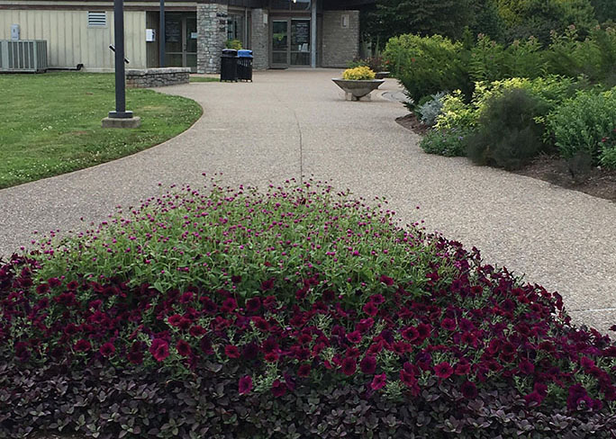 Petunias planted outside the Visitor Center