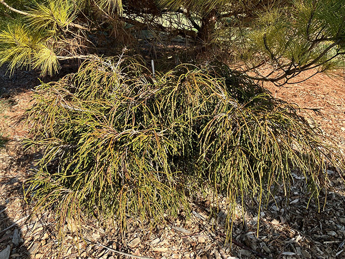 Whipcord Arborvitae