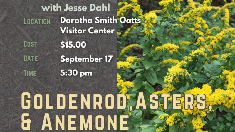 Perennial Garden Series - Goldenrod, Asters, and Anemone