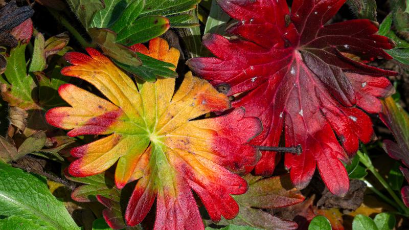 Geranium Leaves with brilliant color. Photo taken by Craig Sargent January 1st, 2025