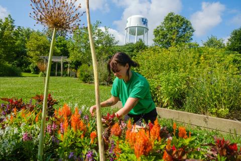 M-G CAFE student Lily Cruse works in with the flowers as an intern at the Kentucky Childen's Garden