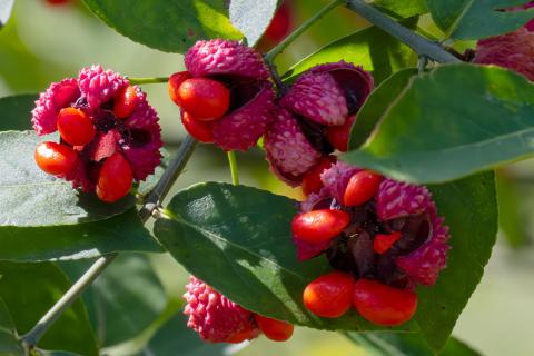 A Strawberry Bush (Euonymus americanus) in the Walk Across Kentucky