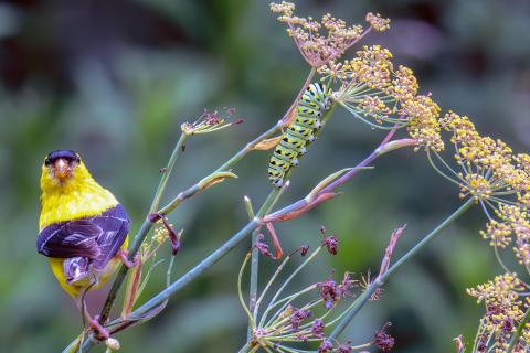 A goldfinch and a black swallowtail caterpillar share the same stem on a bronze fennel (Foeniculum vulgare) in the Home Demonstration Garden.