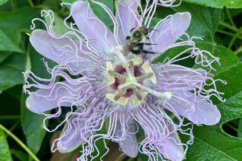 A yellow passionflower (Passiflora lutea) in The Arboretum